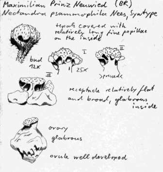 Vorschaubild Nectandra psammophila Nees & Mart.